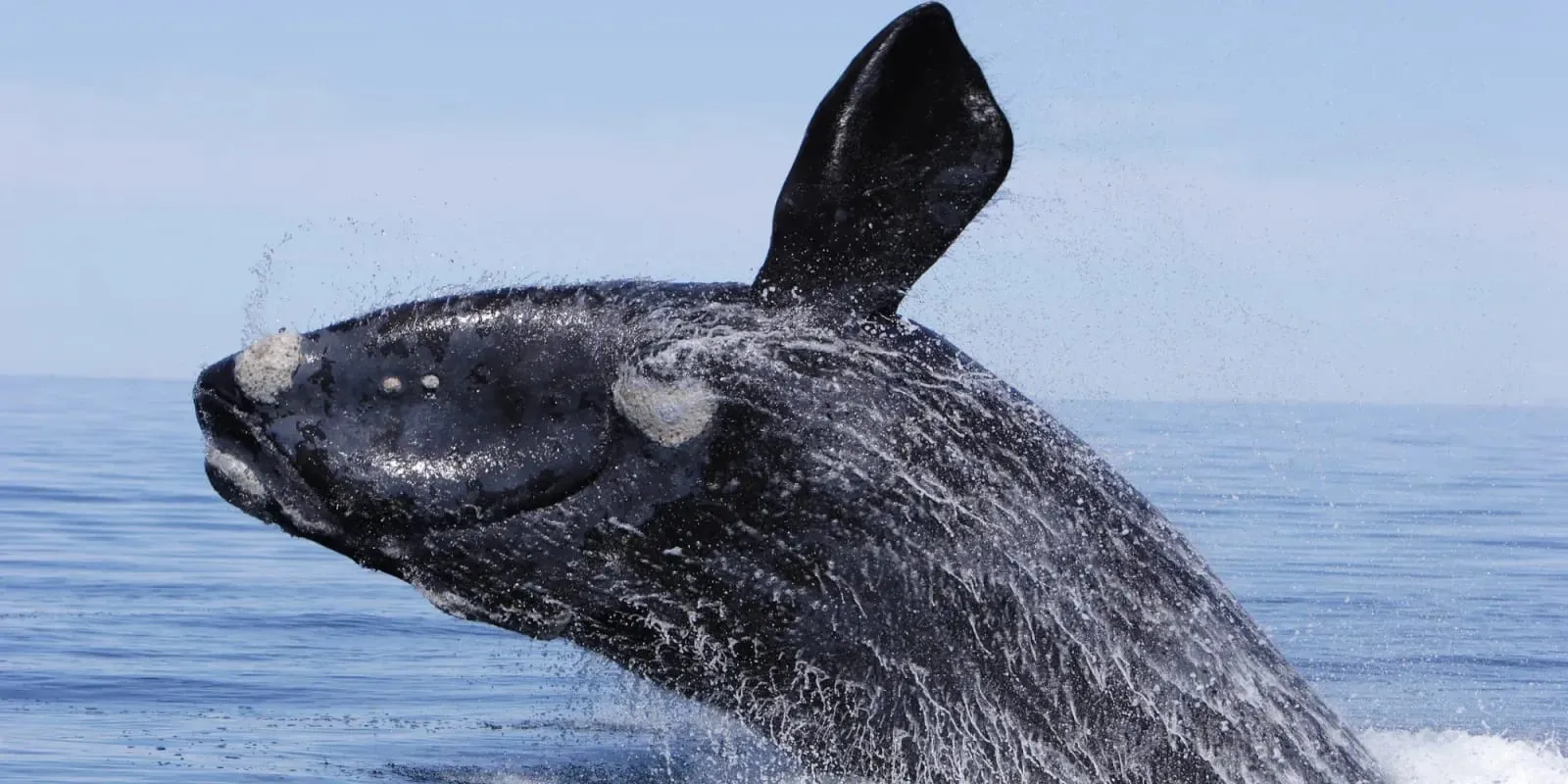 Right Whale · 2023 · featured project