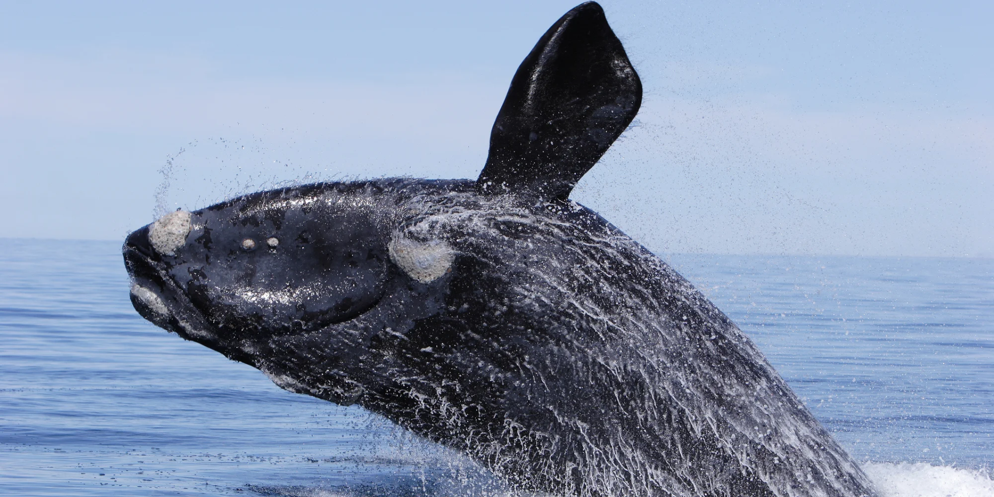 Right Whale · 2023 · featured project